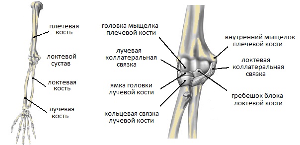 Локтевой мыщелок. Плечевая кость локтевой сустав. Блок мыщелка плечевой кости. Лучевая кость локтевого сустава анатомия. Мыщелка локтевой кости.